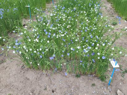 Click for 1 image(s) for this accession.